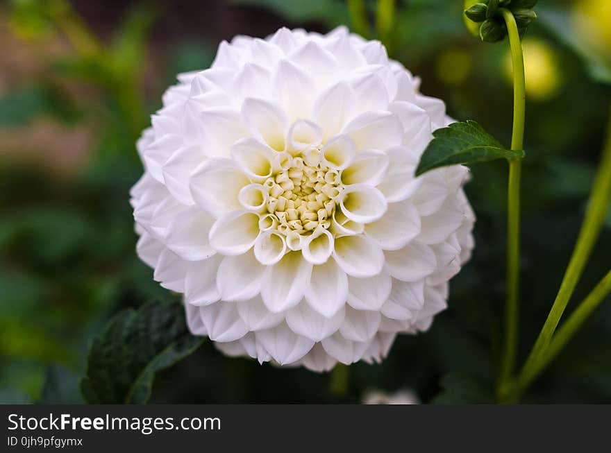 White Ball Dahlia Closeup Photography