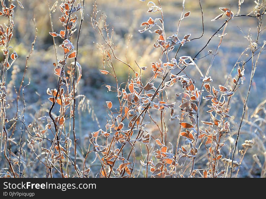 Shallow Focus of Brown and White Flower