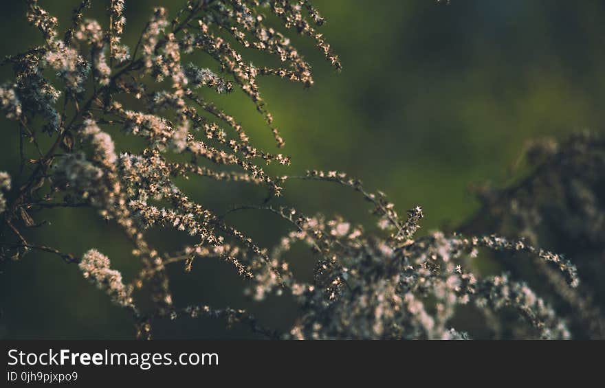 Close Up Photo of Tree Branches