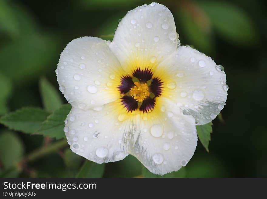 Bokeh Photo of White Flower