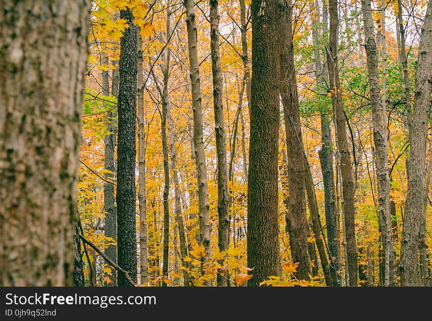 Scenic View of Autumn Leaves