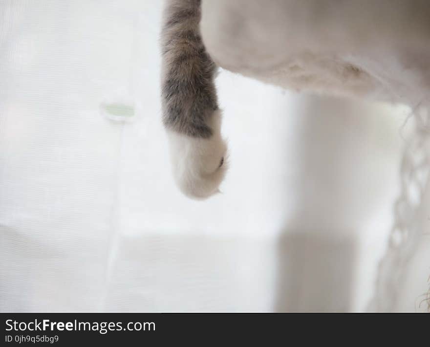 White and Gray Cat Paw