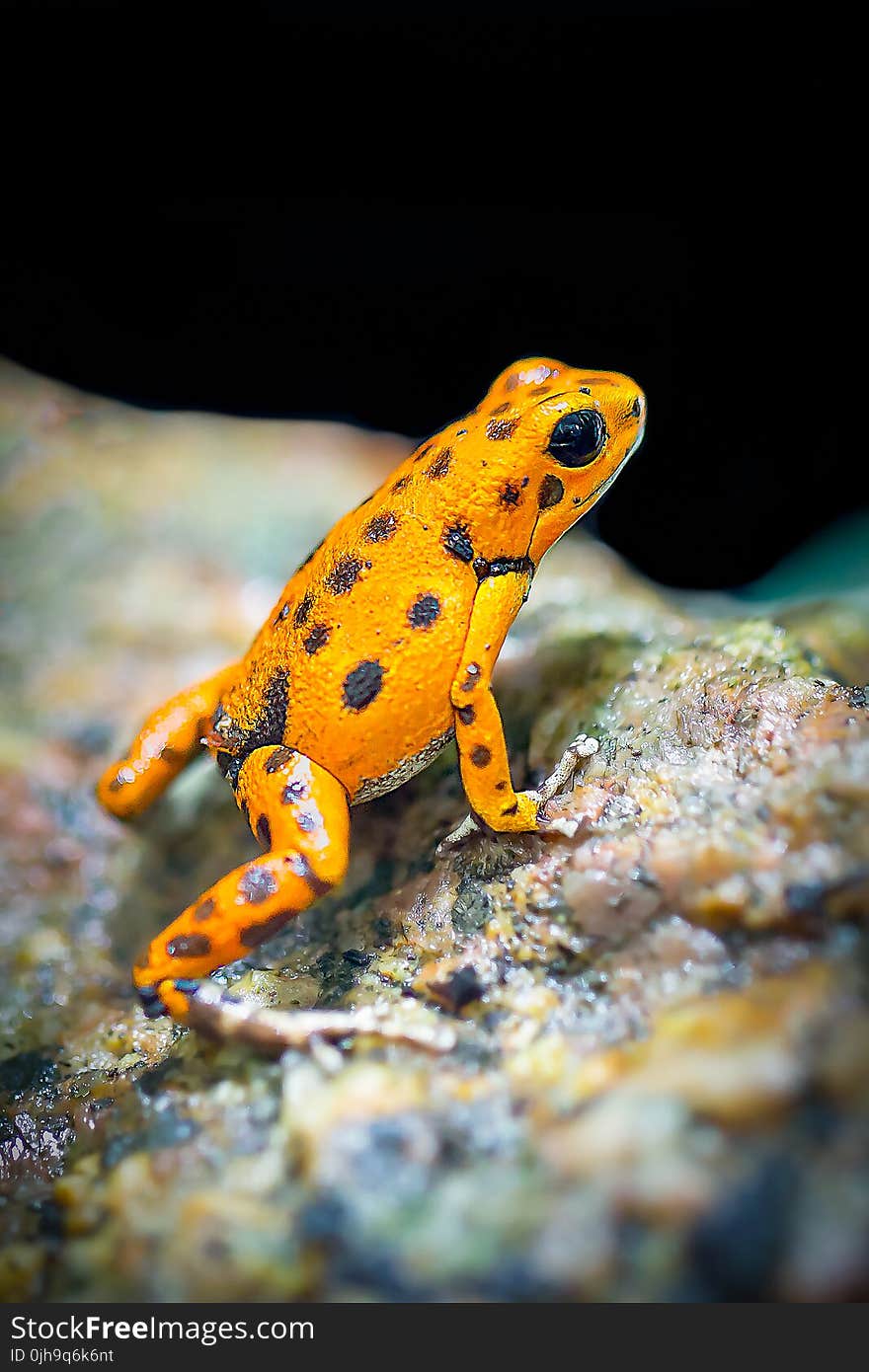 Orange and Black Frog