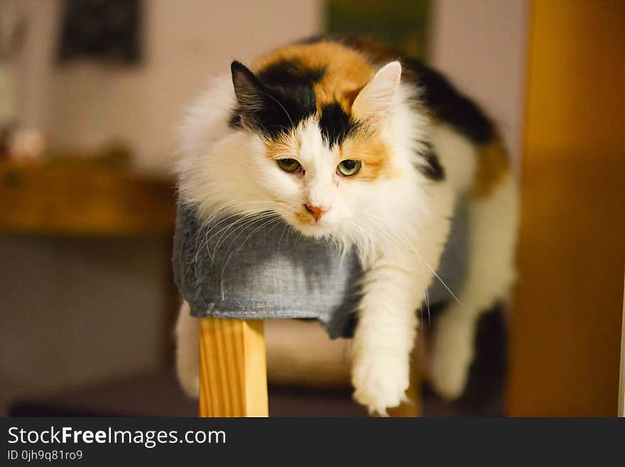 Calico Cat