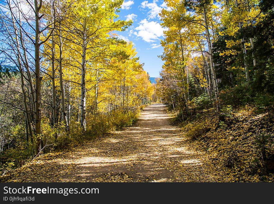 Green Trees and Brown Path W