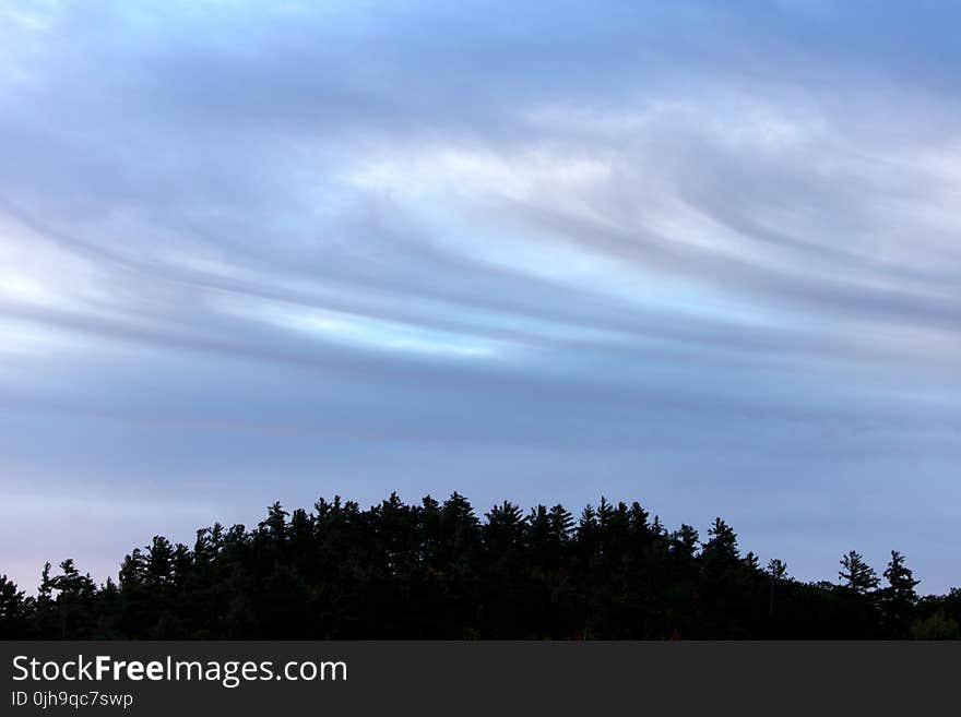 Silhouette Photography of Trees