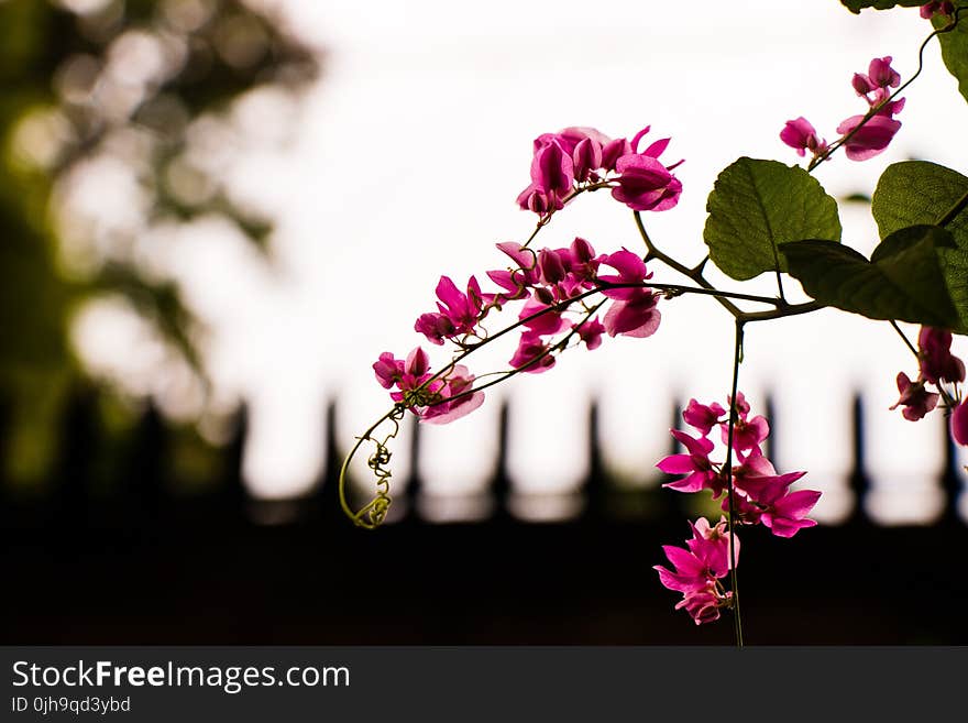 Pink Petaled Flower