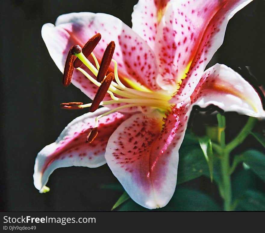 Red and White Petal Flower