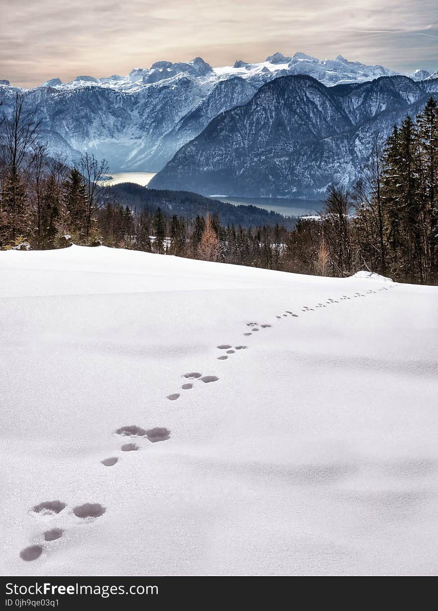 Animal Foot Prints on Snow Near Mountain at Daytime