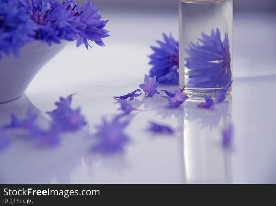 Photography of Purple Flowers