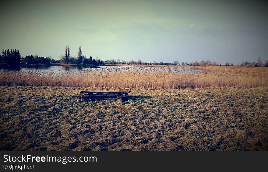 Brown Grass Field By The Lake