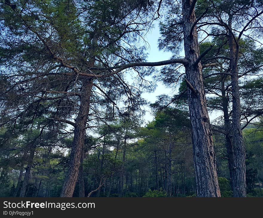 Green Trees at Daytime