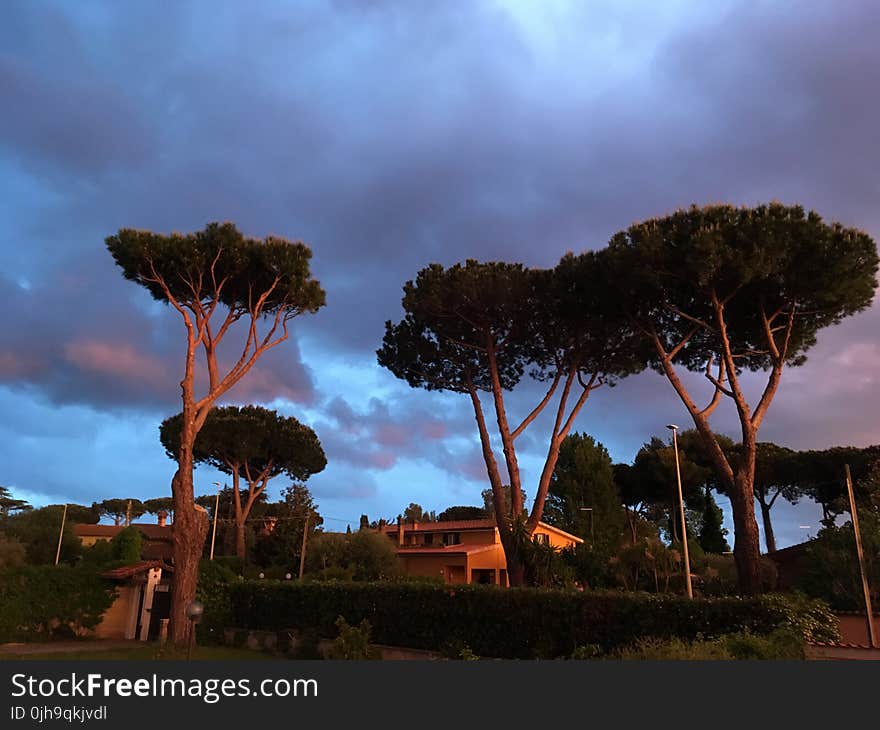 Concrete Houses Surrounded With Trees