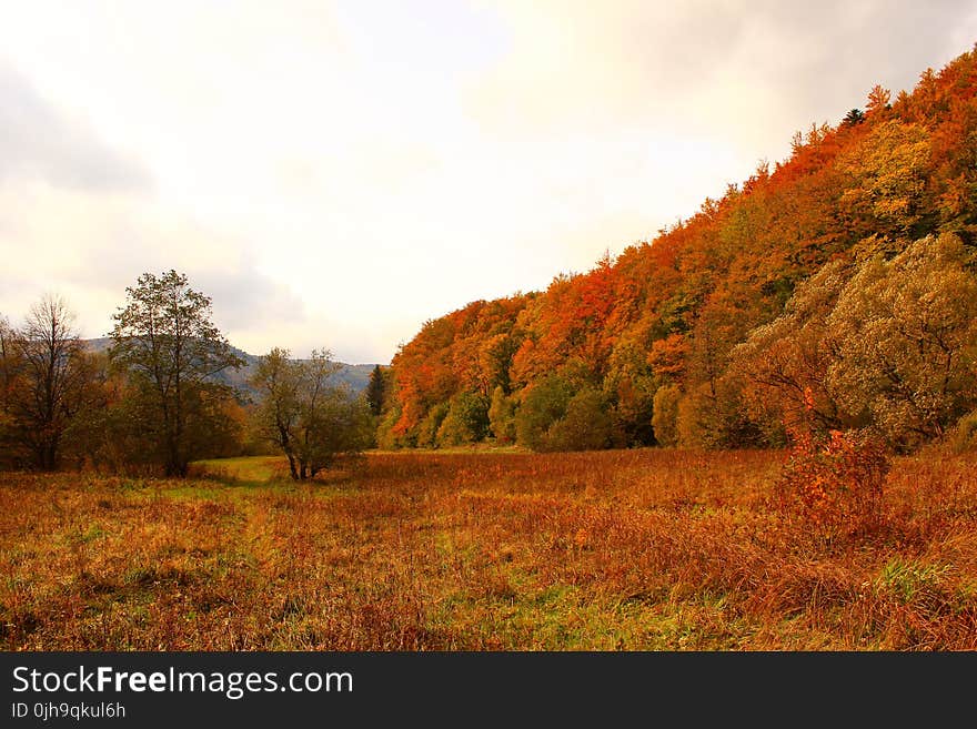 Brown and Green Trees