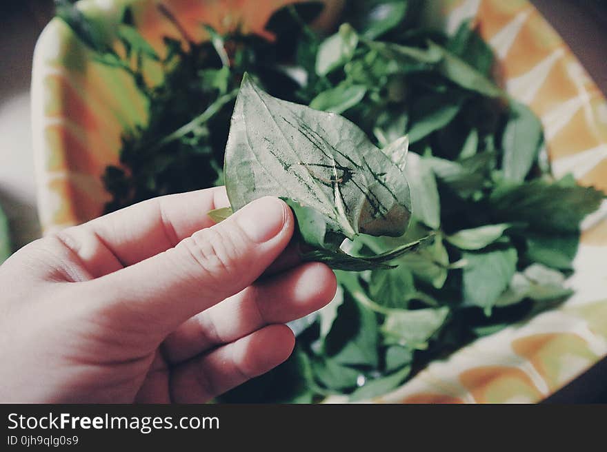 Person Holding Two Green Leaves