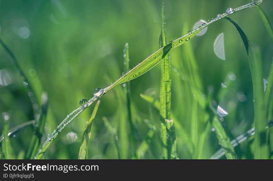 Macro Shot of Green Grass