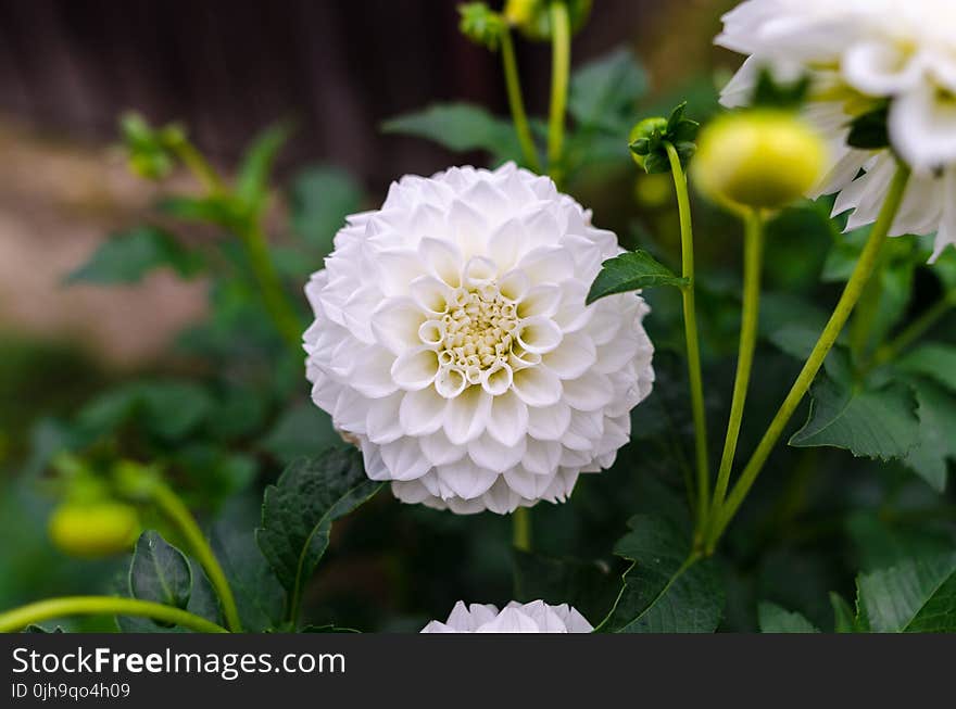 White Flower Photography