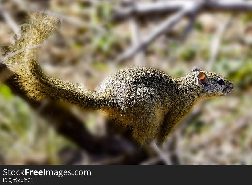 Close Up Photography of Brown Squirrel