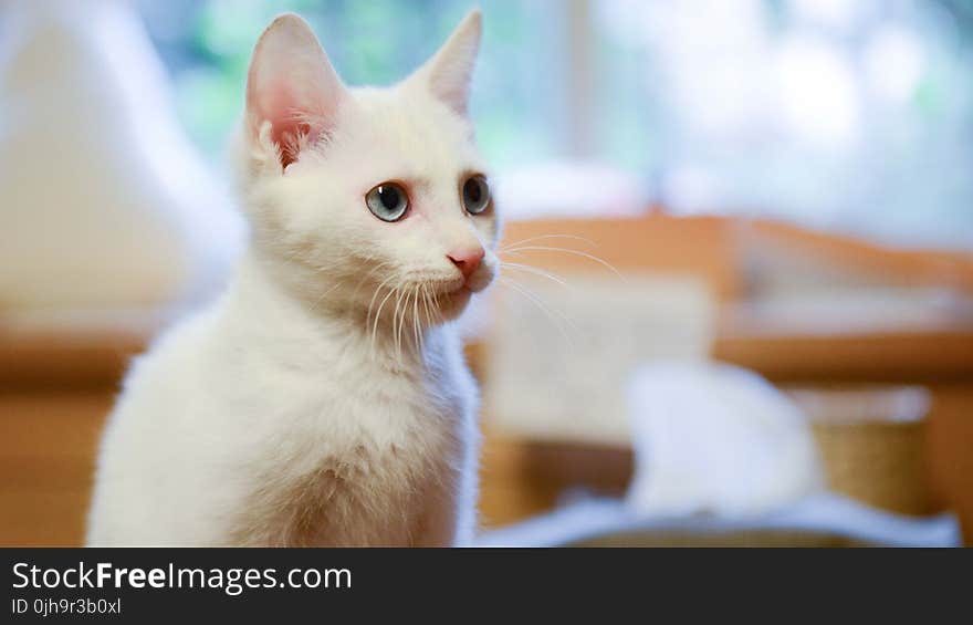 Shallow Focus Photography of White Cat