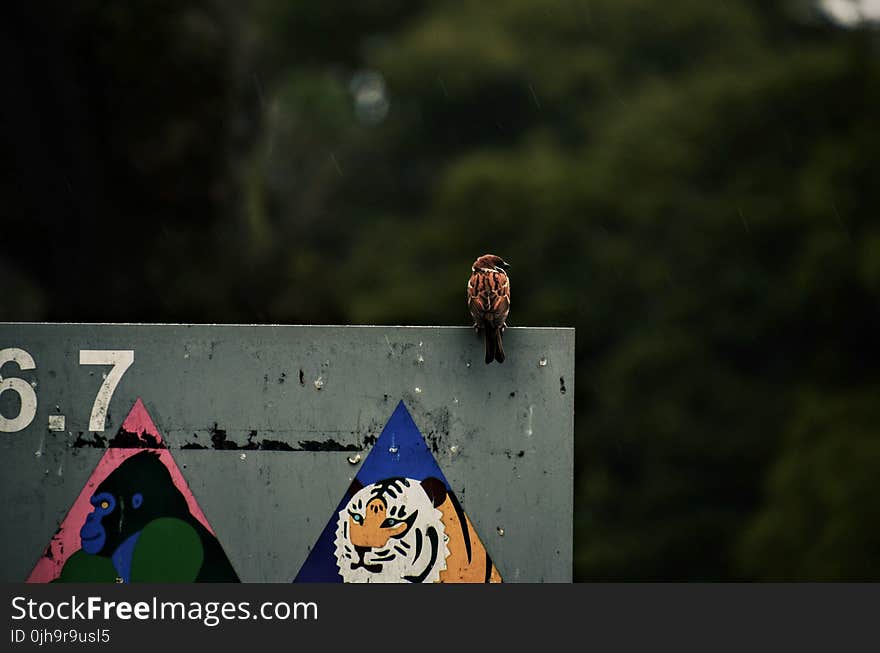 Photography of a Brown Sparrow Bird