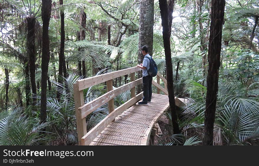 Person on Wooden Bridge Surrounded By Trees