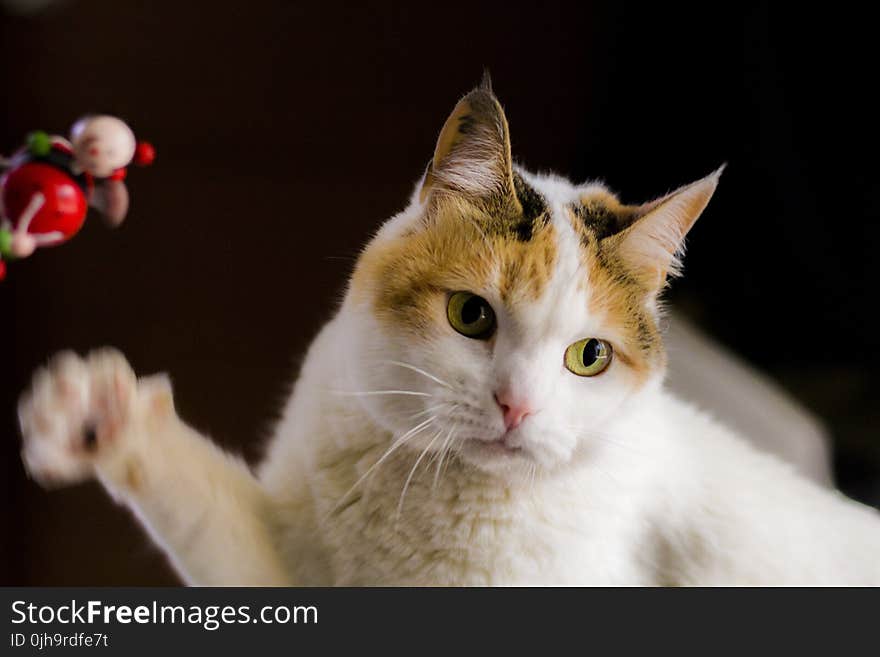 White and Orange Tabby Cat