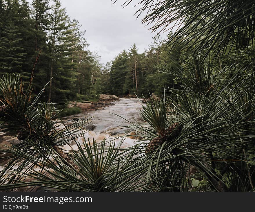 Green Leaf Tree Near River Taking Picture