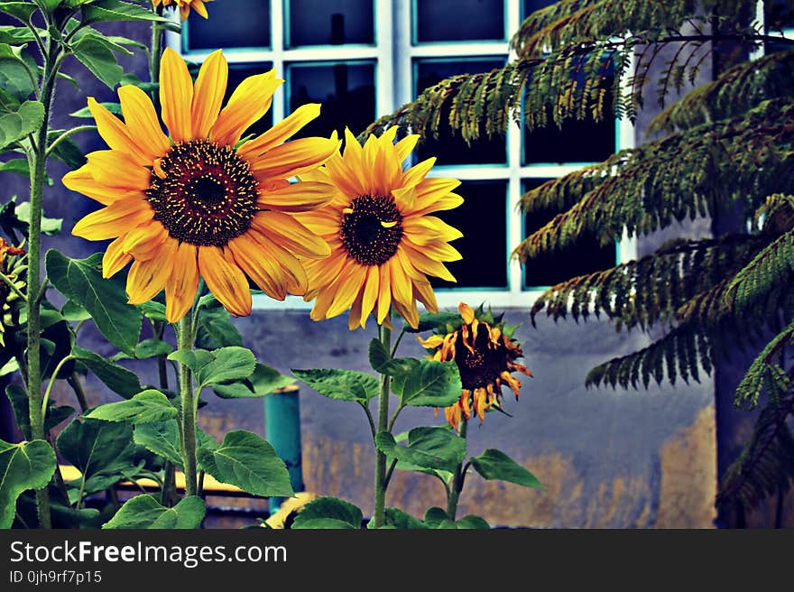 Photo of Three Sunflowers Near Window