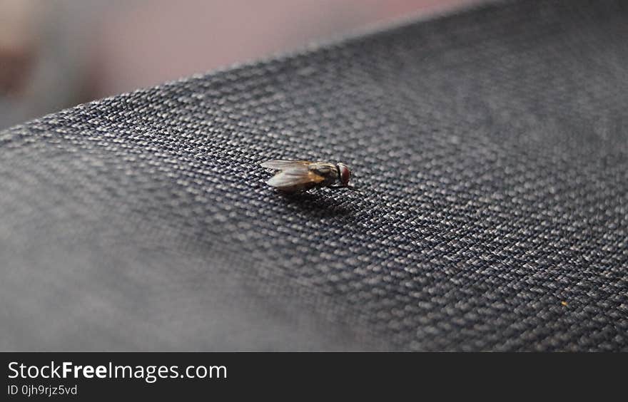 Common House Fly on Black Textile