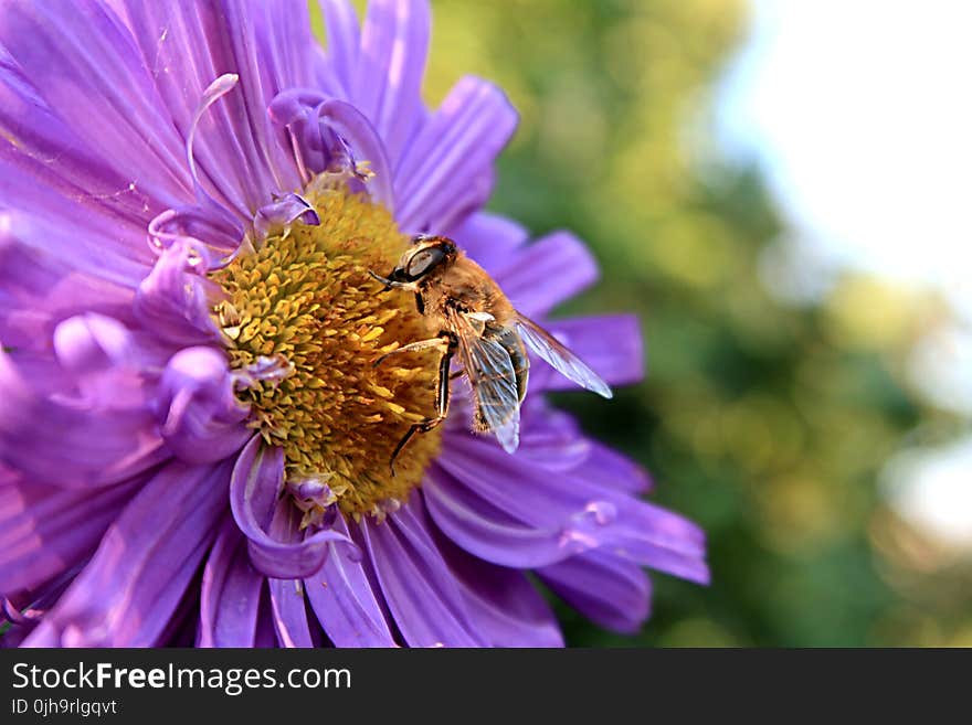 Macro Photography of Bee on a Flower