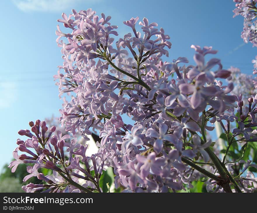 White Petaled Flowers