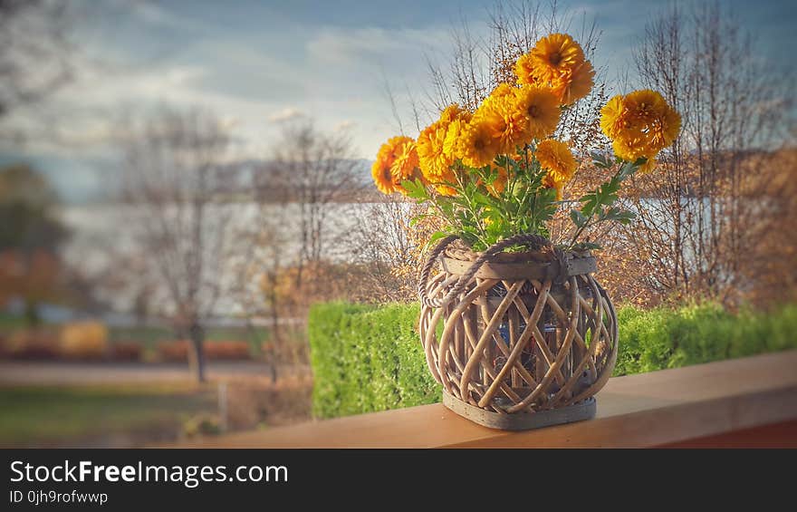 Orange Clustered Petaled Flowers in Brown Wicker Pot on Brown Wooden Plank