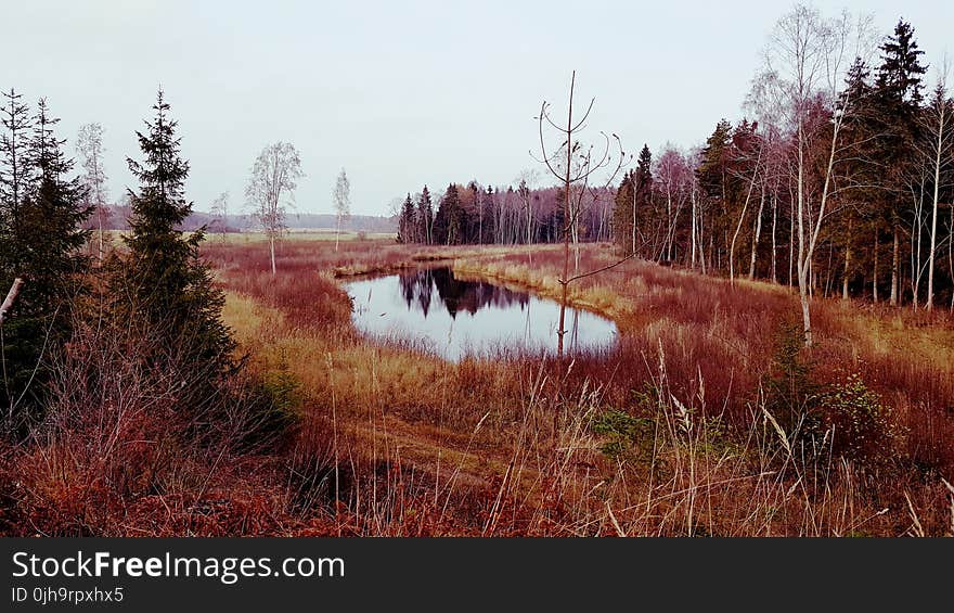 Body of Water Near Trees Under Cloudy Sky