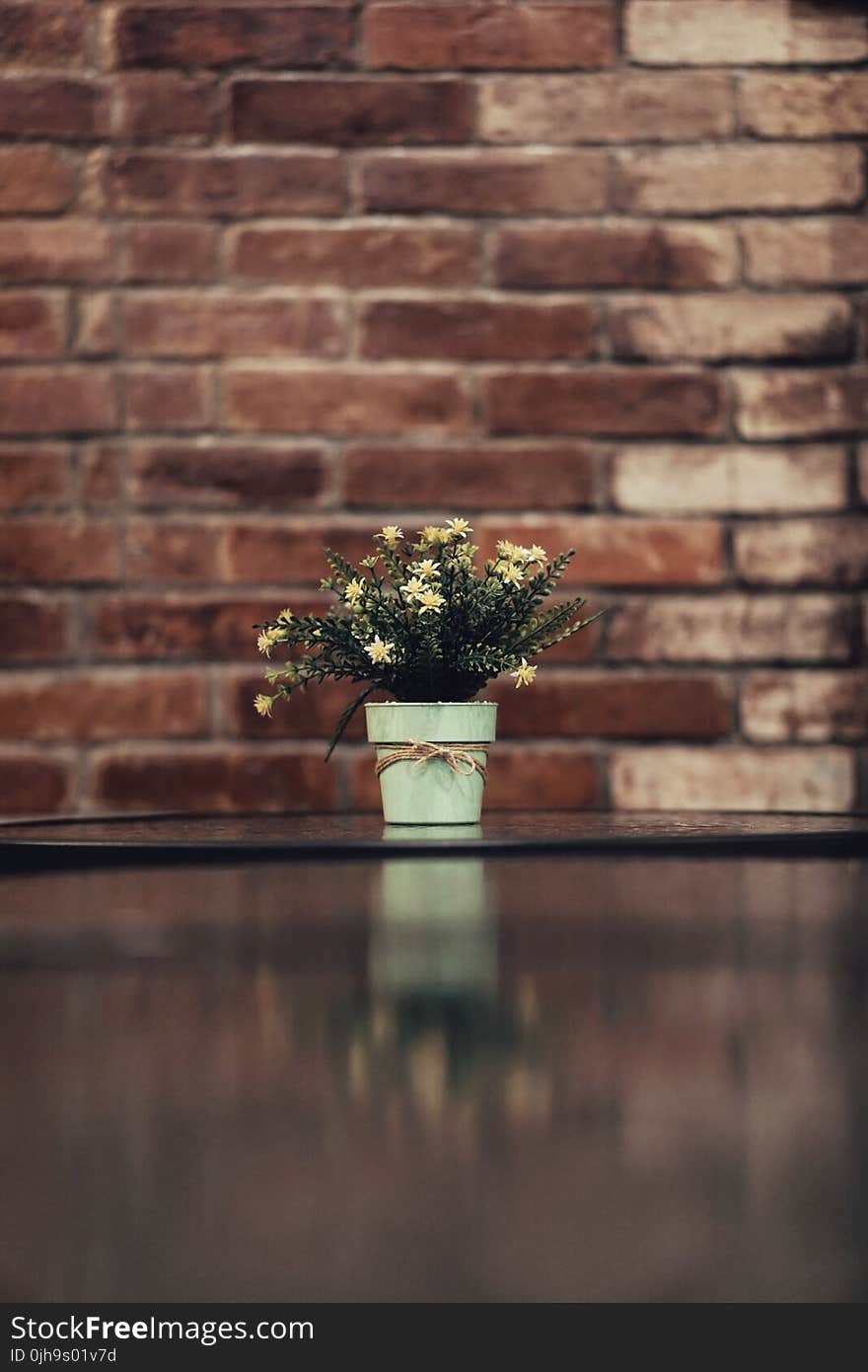 White Aster Flower in a Vase