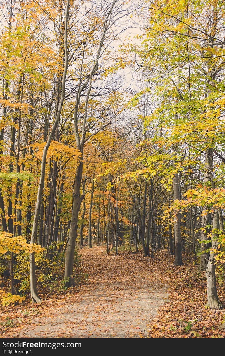 Scenic View of the Forest