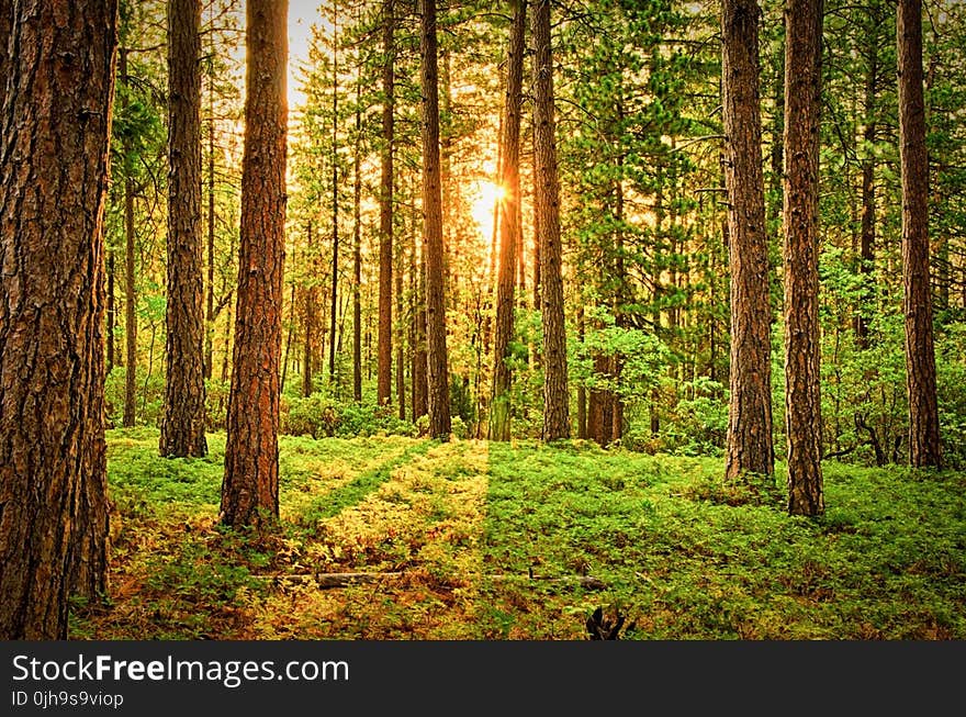 Green Trees