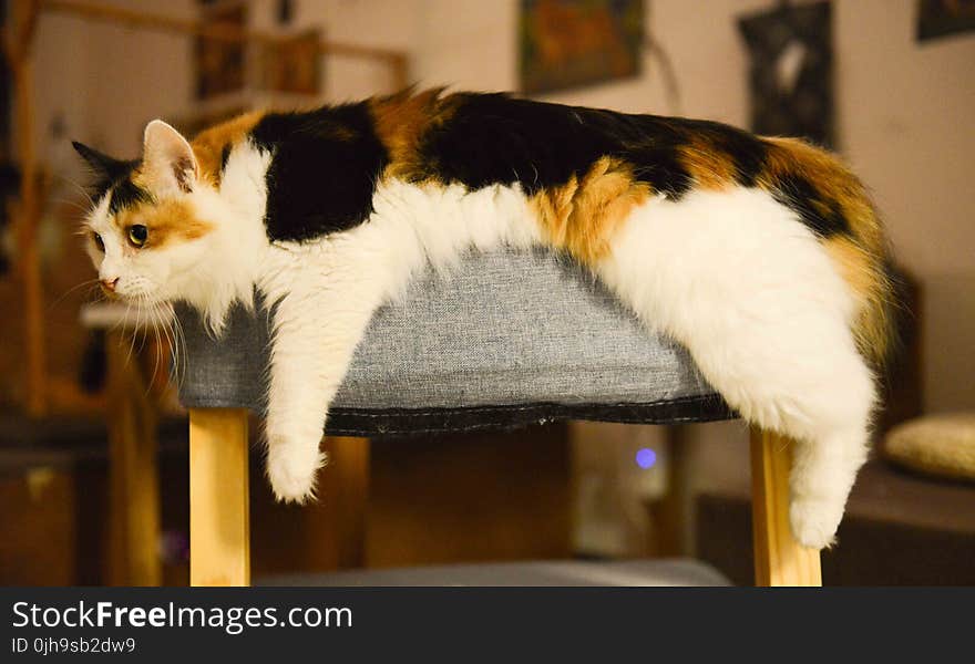 White, Brown, and Black Med Coated Cat Laying on Gray Ottoman