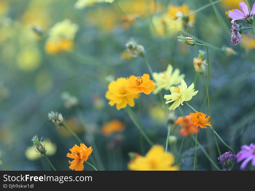 Selective Focus Photography of Orange, Yellow, and Purple Flowers