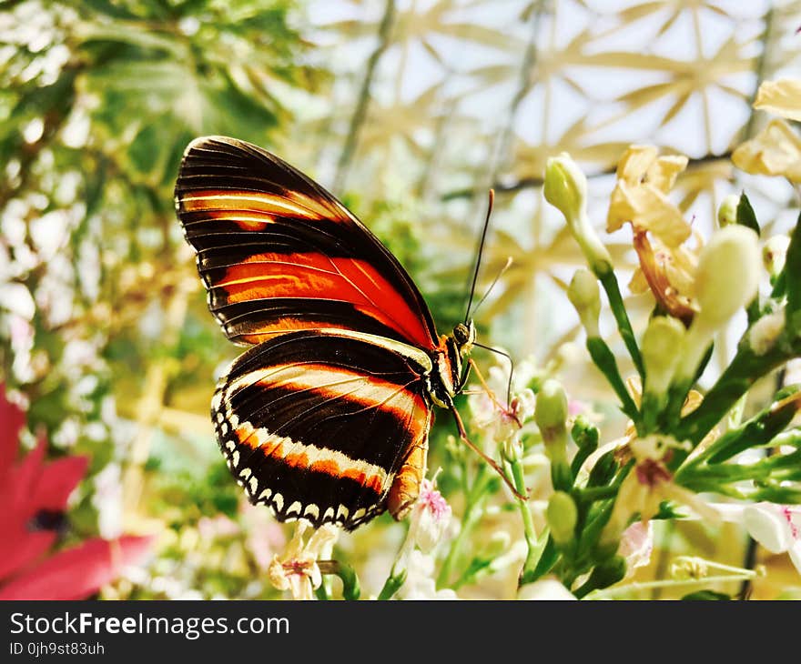 Selective Focus Photograph of Black and Yellow Butterfly