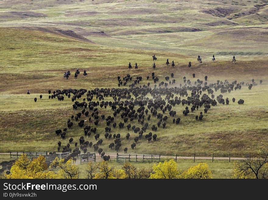 Herd of Buffalo Raging