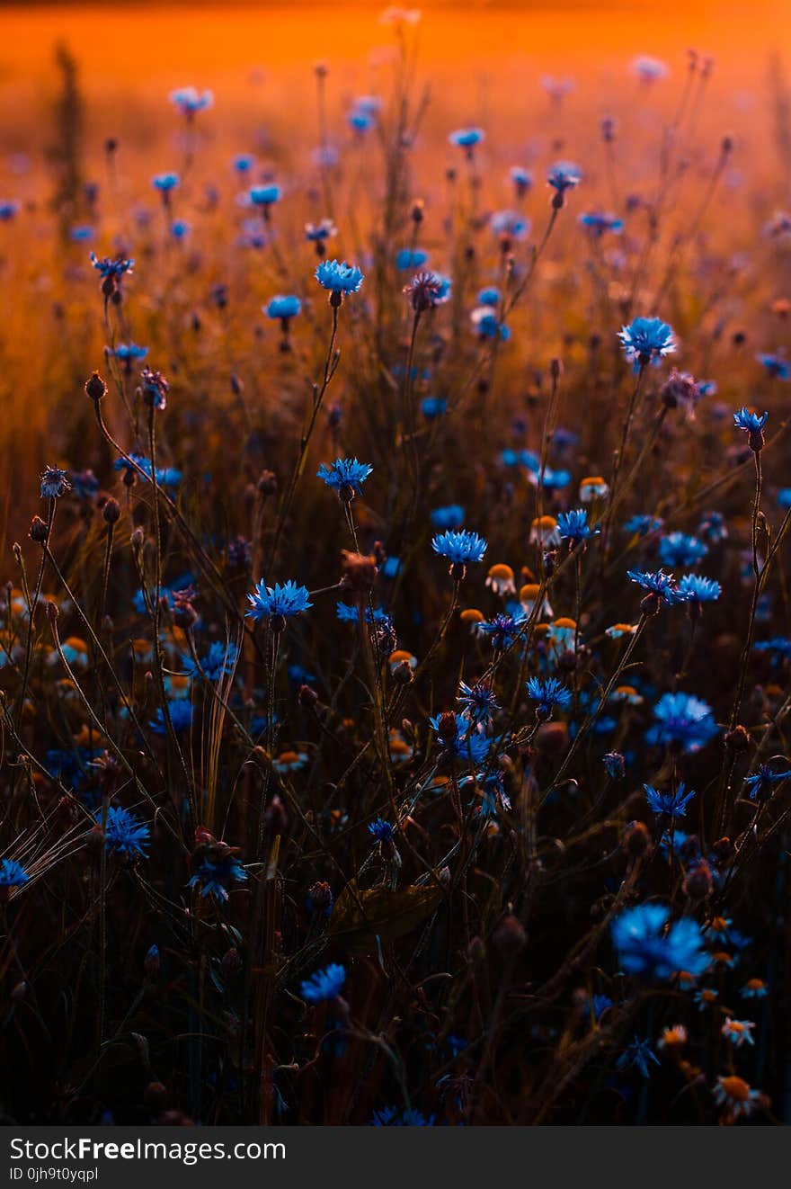 Tilt Shift Lens Photo of Blue Flowers