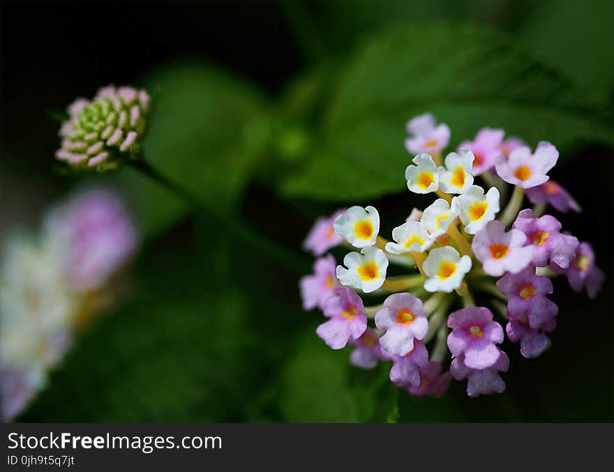 Closeup Photography of Purple and White Cluster Flowers