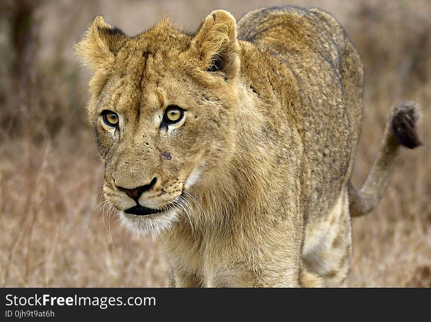 Closeup Photography of Lioness