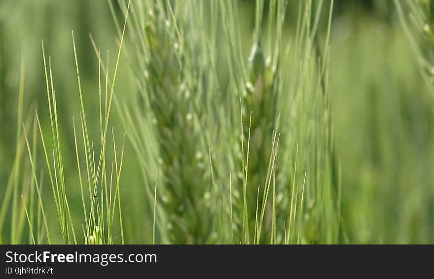 Green Wheat