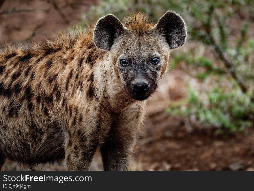 Close-up Photography of Hyena