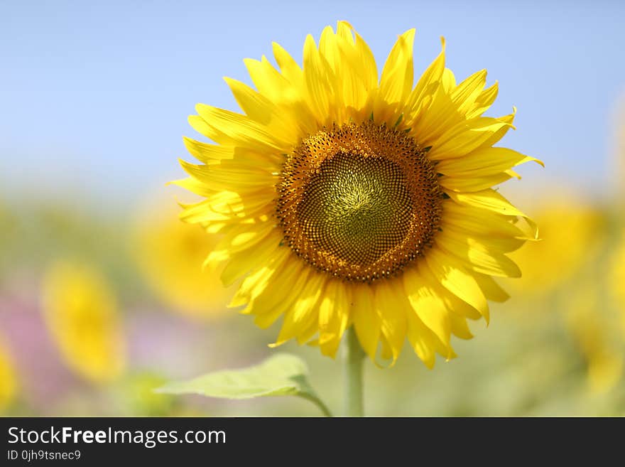 Sunflower Bloom