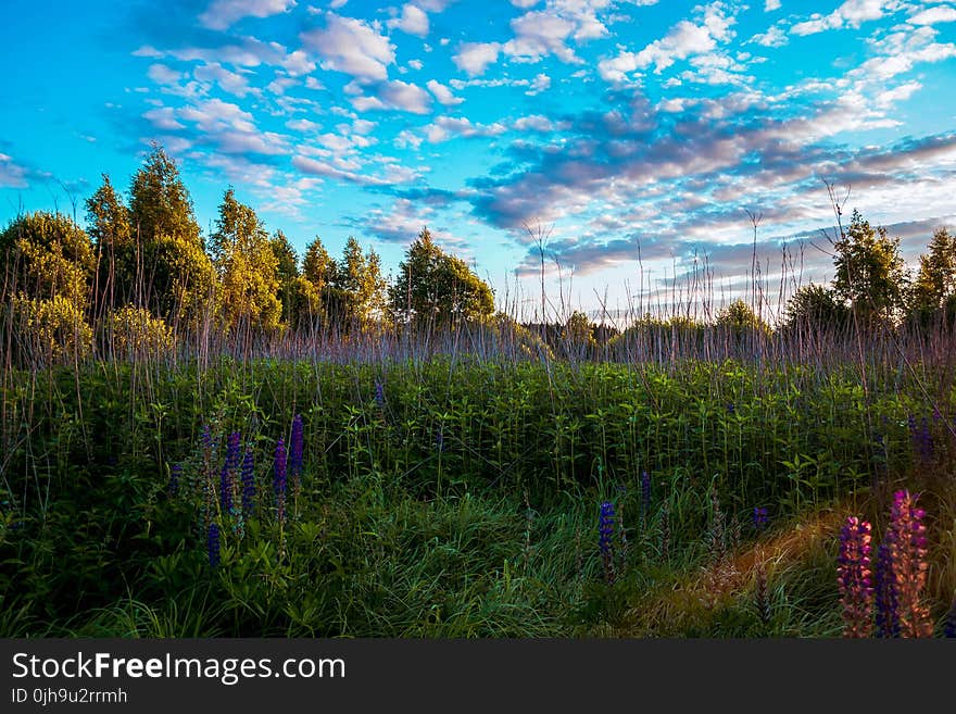 Tall Trees and Grasses