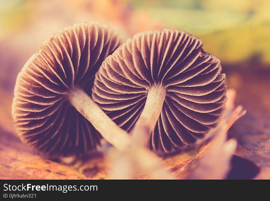 Two Brown Mushrooms On Ground