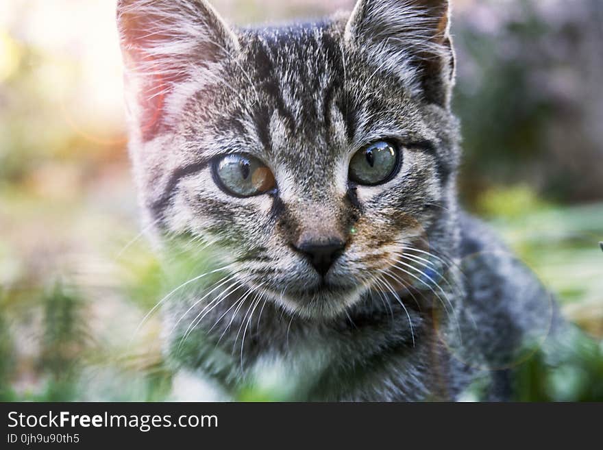 Close-Up Photography of A Tabby Cat