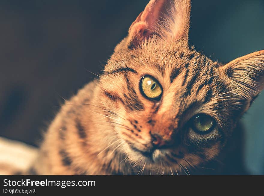 Black and Brown Tabby Cat